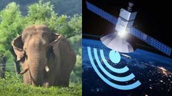 കോളറിട്ടാൽ അ‌രിക്കൊമ്പൻ അ‌ടങ്ങുമോ? എന്താണ് സാറ്റ​ലൈറ്റ് റേഡിയോ കോളർ
