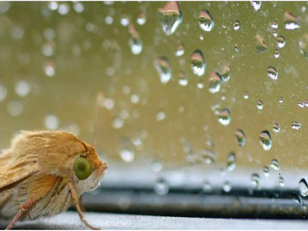 മഴയെ സ്നേഹിച്ച വിക്ടര്ജോര്ജ്