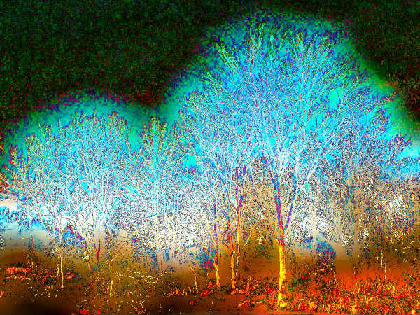 Glowing Trees