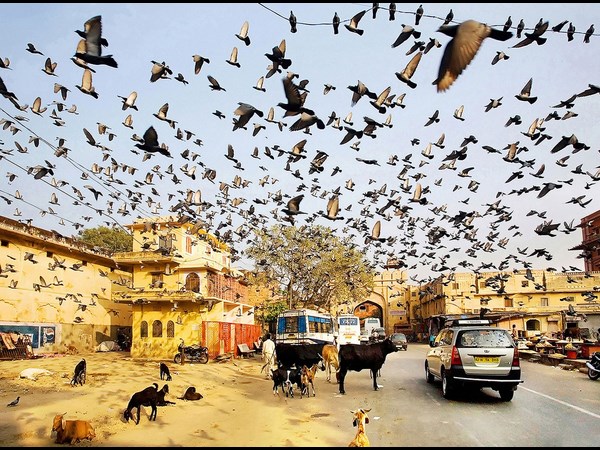 Sony World Photography Award 2013 