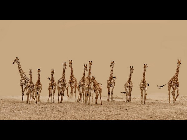 Sony World Photography Award 2013 