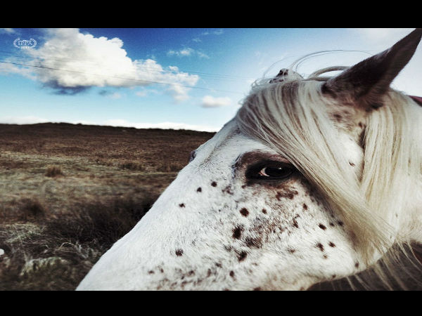 2013 iPhone Photography Awards