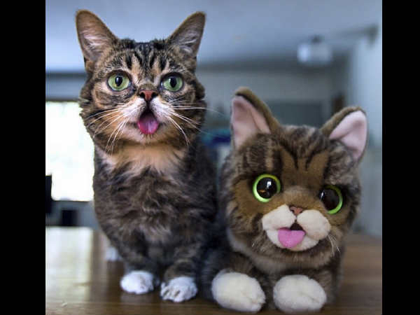 ലില്‍ ബബ് (iamlilbub)