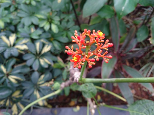 എക്സ്പീരിയ ഇസഡ്5-ന്‍റെ ക്യാമറ സവിശേഷതകള്‍