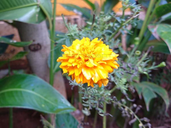 എക്സ്പീരിയ ഇസഡ്5-ന്‍റെ ക്യാമറ സവിശേഷതകള്‍