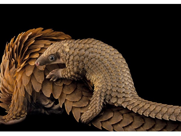 വംശനാശം വന്ന് മറയാന്‍ പോകുന്ന ചിലരുടെ ഫോട്ടോകള്‍..!!