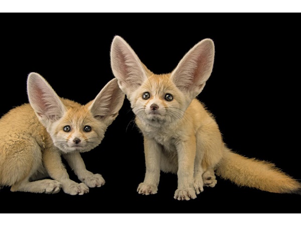 വംശനാശം വന്ന് മറയാന്‍ പോകുന്ന ചിലരുടെ ഫോട്ടോകള്‍..!!