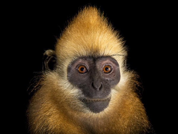 വംശനാശം വന്ന് മറയാന്‍ പോകുന്ന ചിലരുടെ ഫോട്ടോകള്‍..!!