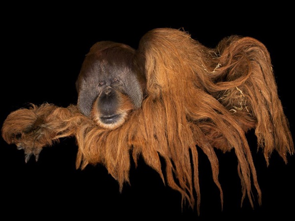 വംശനാശം വന്ന് മറയാന്‍ പോകുന്ന ചിലരുടെ ഫോട്ടോകള്‍..!!