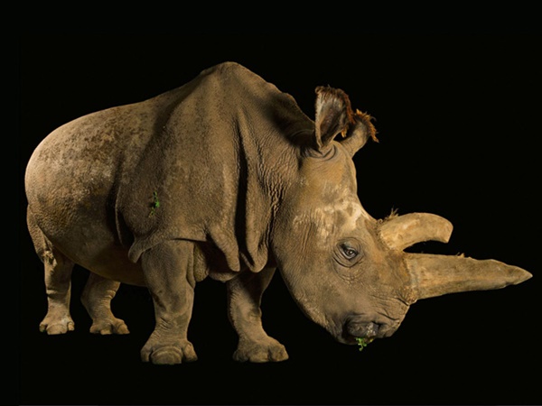 വംശനാശം വന്ന് മറയാന്‍ പോകുന്ന ചിലരുടെ ഫോട്ടോകള്‍..!!