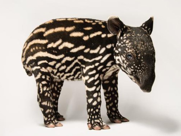 വംശനാശം വന്ന് മറയാന്‍ പോകുന്ന ചിലരുടെ ഫോട്ടോകള്‍..!!