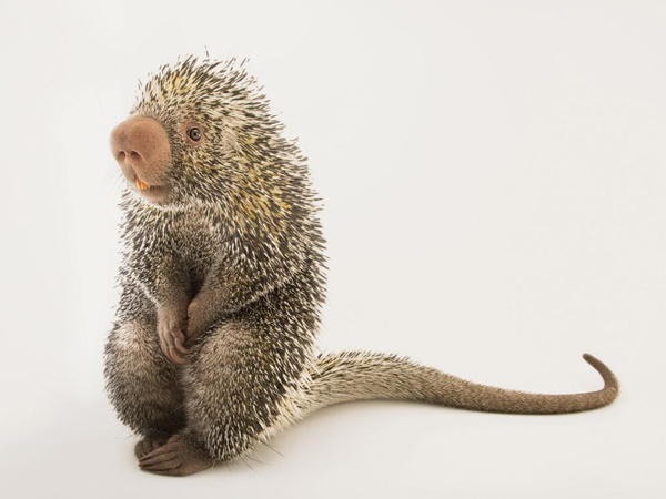 വംശനാശം വന്ന് മറയാന്‍ പോകുന്ന ചിലരുടെ ഫോട്ടോകള്‍..!!