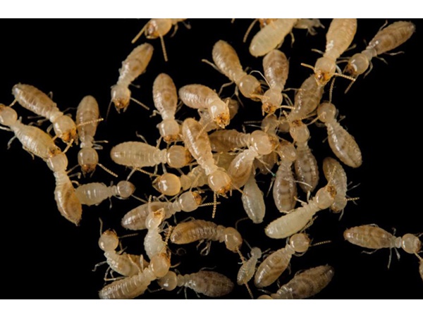 വംശനാശം വന്ന് മറയാന്‍ പോകുന്ന ചിലരുടെ ഫോട്ടോകള്‍..!!