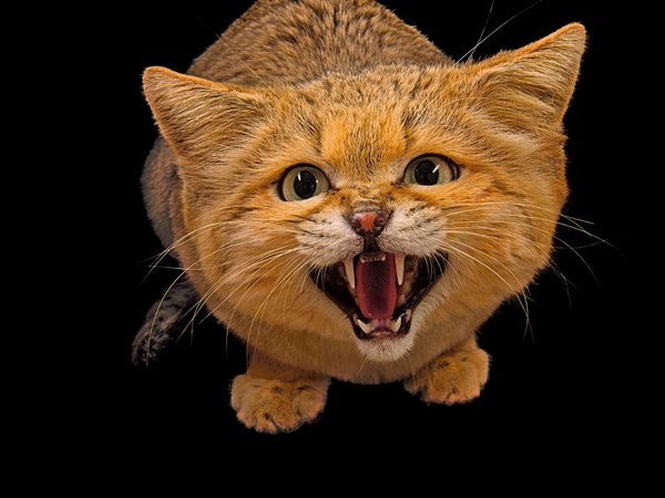 വംശനാശം വന്ന് മറയാന്‍ പോകുന്ന ചിലരുടെ ഫോട്ടോകള്‍..!!