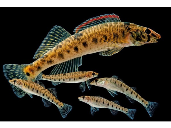 വംശനാശം വന്ന് മറയാന്‍ പോകുന്ന ചിലരുടെ ഫോട്ടോകള്‍..!!