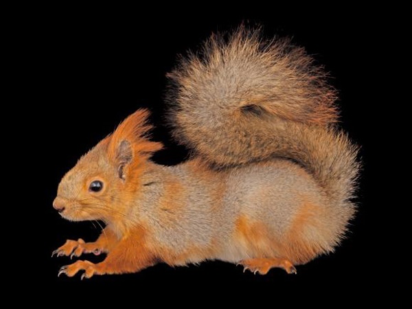 വംശനാശം വന്ന് മറയാന്‍ പോകുന്ന ചിലരുടെ ഫോട്ടോകള്‍..!!