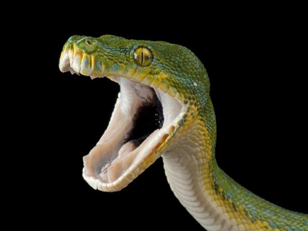 വംശനാശം വന്ന് മറയാന്‍ പോകുന്ന ചിലരുടെ ഫോട്ടോകള്‍..!!