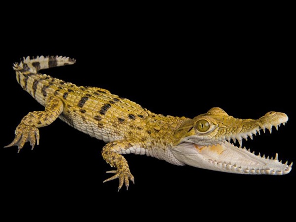 വംശനാശം വന്ന് മറയാന്‍ പോകുന്ന ചിലരുടെ ഫോട്ടോകള്‍..!!