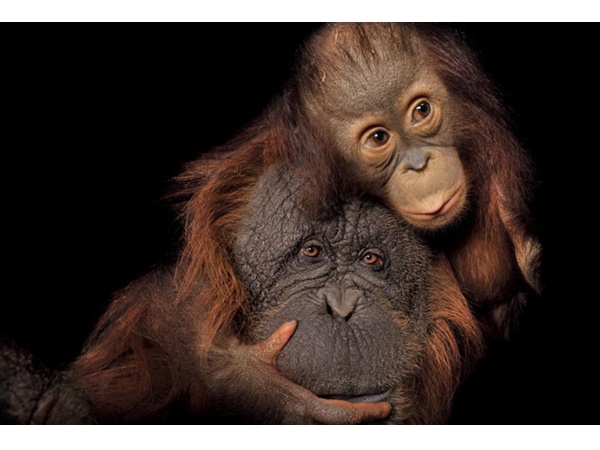 വംശനാശം വന്ന് മറയാന്‍ പോകുന്ന ചിലരുടെ ഫോട്ടോകള്‍..!!