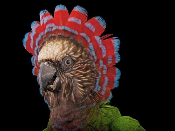 വംശനാശം വന്ന് മറയാന്‍ പോകുന്ന ചിലരുടെ ഫോട്ടോകള്‍..!!