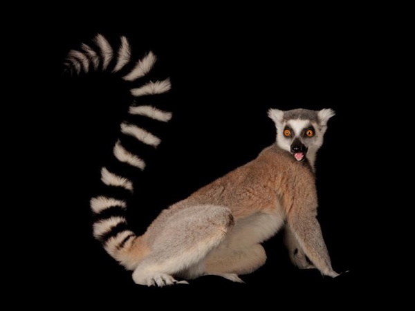 വംശനാശം വന്ന് മറയാന്‍ പോകുന്ന ചിലരുടെ ഫോട്ടോകള്‍..!!