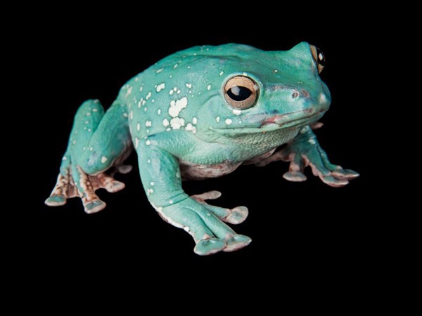 വംശനാശം വന്ന് മറയാന്‍ പോകുന്ന ചിലരുടെ ഫോട്ടോകള്‍..!!