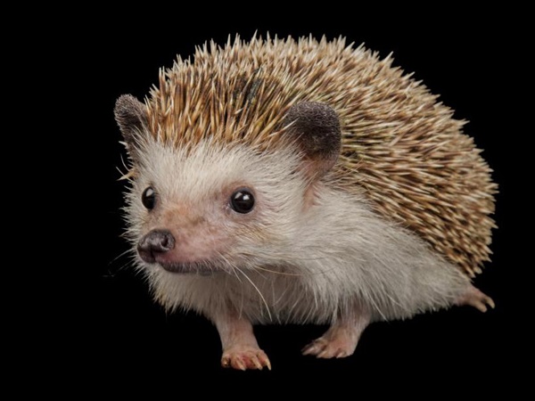 വംശനാശം വന്ന് മറയാന്‍ പോകുന്ന ചിലരുടെ ഫോട്ടോകള്‍..!!