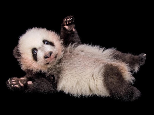 വംശനാശം വന്ന് മറയാന്‍ പോകുന്ന ചിലരുടെ ഫോട്ടോകള്‍..!!