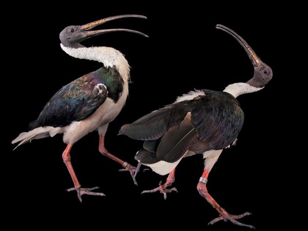 വംശനാശം വന്ന് മറയാന്‍ പോകുന്ന ചിലരുടെ ഫോട്ടോകള്‍..!!