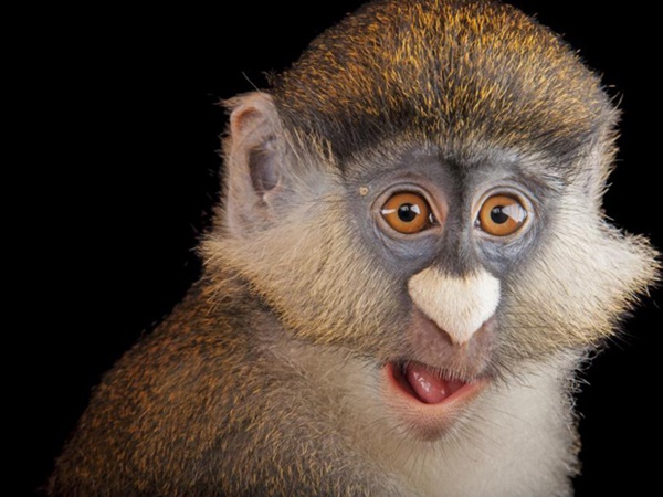 വംശനാശം വന്ന് മറയാന്‍ പോകുന്ന ചിലരുടെ ഫോട്ടോകള്‍..!!