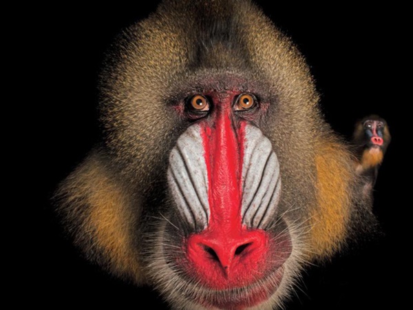 വംശനാശം വന്ന് മറയാന്‍ പോകുന്ന ചിലരുടെ ഫോട്ടോകള്‍..!!