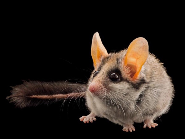 വംശനാശം വന്ന് മറയാന്‍ പോകുന്ന ചിലരുടെ ഫോട്ടോകള്‍..!!