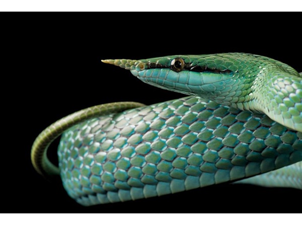 വംശനാശം വന്ന് മറയാന്‍ പോകുന്ന ചിലരുടെ ഫോട്ടോകള്‍..!!