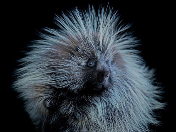 വംശനാശം വന്ന് മറയാന്‍ പോകുന്ന ചിലരുടെ ഫോട്ടോകള്‍..!!