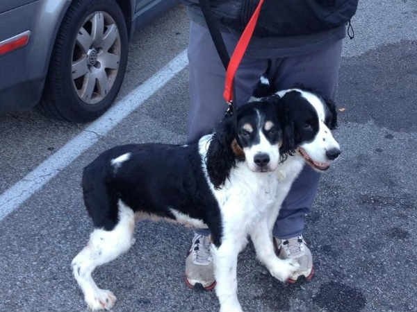  ഇരട്ട നായകള്‍