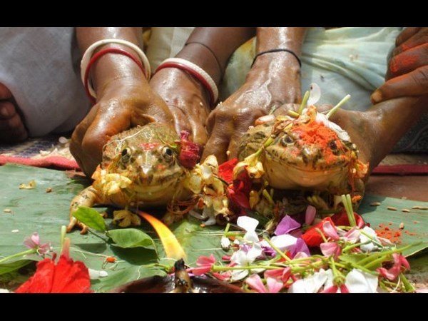 തവളയുടെ കല്ല്യാണം