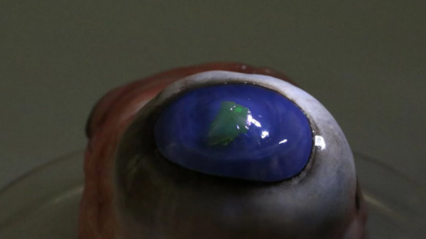 ഇവിടെ ശാസ്ത്രജ്ഞർ ചെയ്തത്