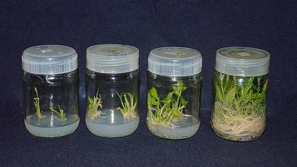 ഇഞ്ചി വിത്ത് ഉത്പാദിക്കുന്ന സാങ്കേതികവിദ്യ