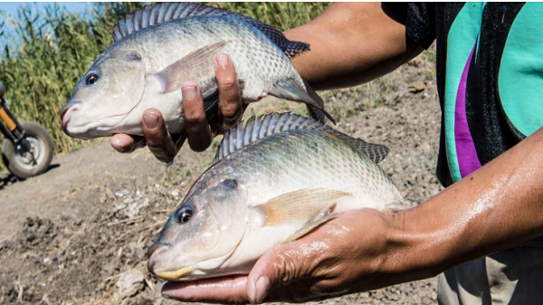 അക്വാകള്‍ച്ചര്‍ 