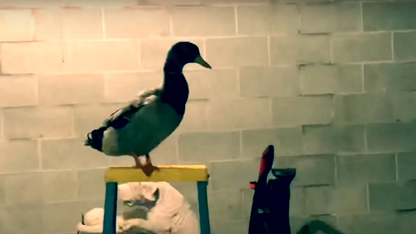 ടിക്ക് ടോക്ക് അക്കൌണ്ട്