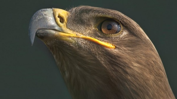 മിൻ എന്ന പരുന്ത്