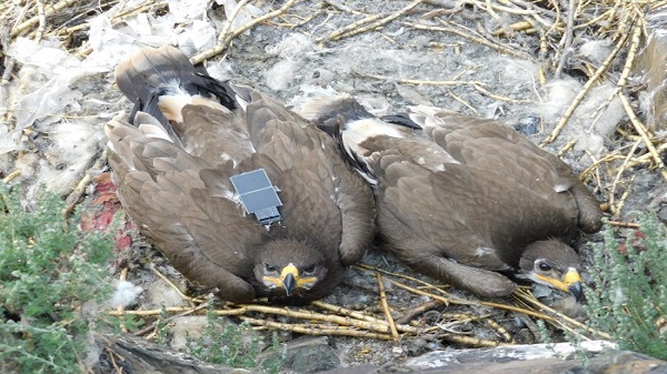 ജിപിഎസ് 