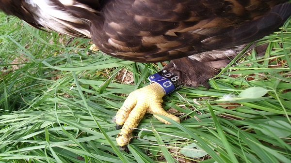 എസ്എംഎസ്