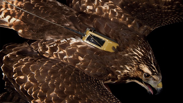 ബ്രിട്ടീഷ് ബേർഡ്‌സ്‌