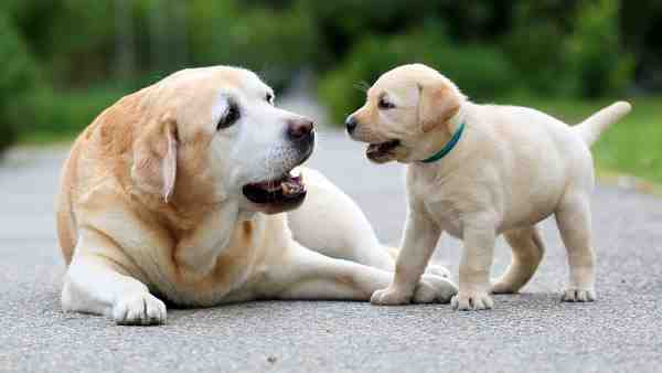 വഴിയിലെ നായ കുരച്ചും വീട്ടിലെ പൂച്ച കരഞ്ഞും നിങ്ങളോട് പറയുന്നത് എന്ത് വഴിയിലെ നായ കുരച്ചും വീട്ടിലെ പൂച്ച കരഞ്ഞും നിങ്ങളോട് പറയുന്നത് എന്ത്
