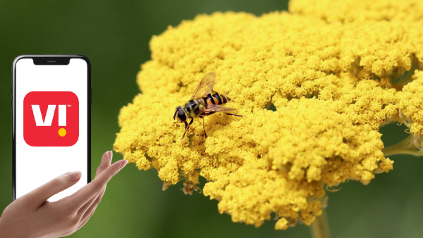 കൊടുങ്കാറ്റിൽ സകല പ്ലാനും പാറിയപ്പോഴും പിടിച്ചുനിന്ന 2 വിഐ പ്ലാനുകൾ