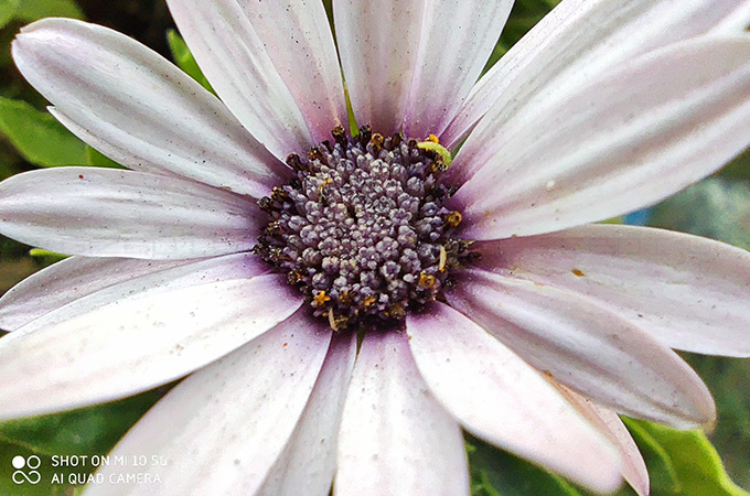 Xiaomi Mi 10 5G Camera Review