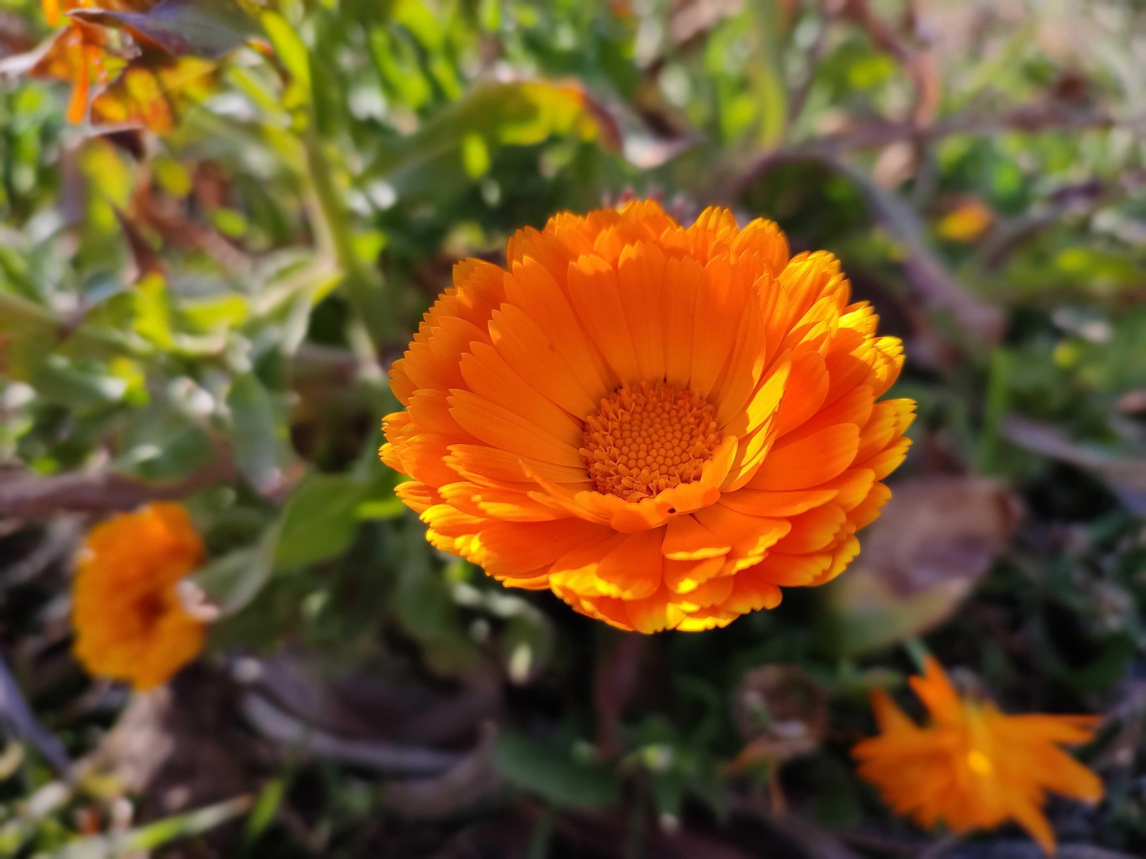 Redmi Note 10 Pro Max Camera Samples