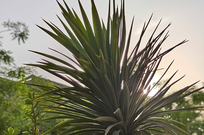 Vivo X80 Pro Camera Samples