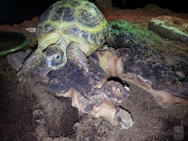 சத்தியமா இதெல்லாம் செல்போன்ல எடுத்த படங்கள்தான்!